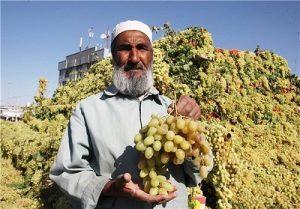 انگور افغانستان
